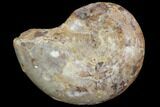 Sliced, Agatized Ammonite Fossil (Half) - Jurassic #100547-1